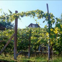 Cascina Piano Estate